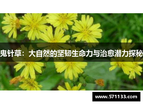 鬼针草：大自然的坚韧生命力与治愈潜力探秘