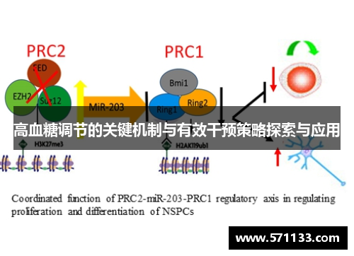 高血糖调节的关键机制与有效干预策略探索与应用